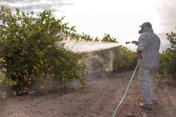 Best Termite Control Services  in Myersville, MD