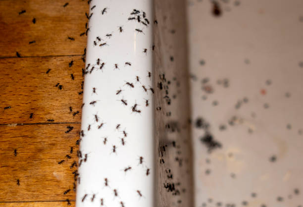 Best Rat Extermination Near Me  in Myersville, MD