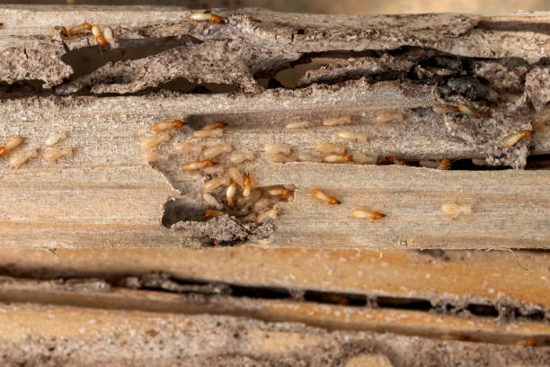 Best Insect Control  in Myersville, MD
